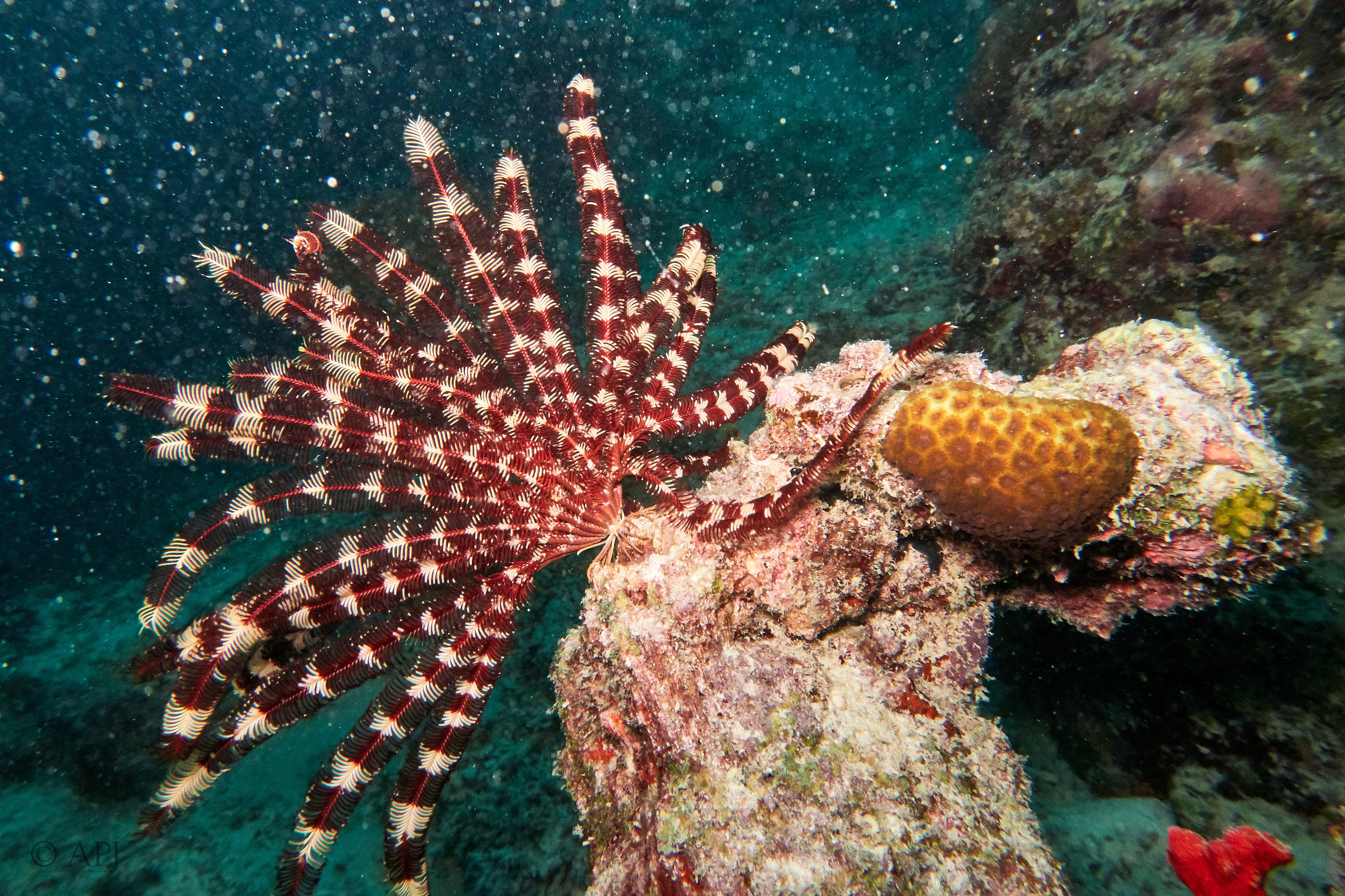 000853 15 08 17  Canon PowerShot G7 X Mark II   Malediven2017